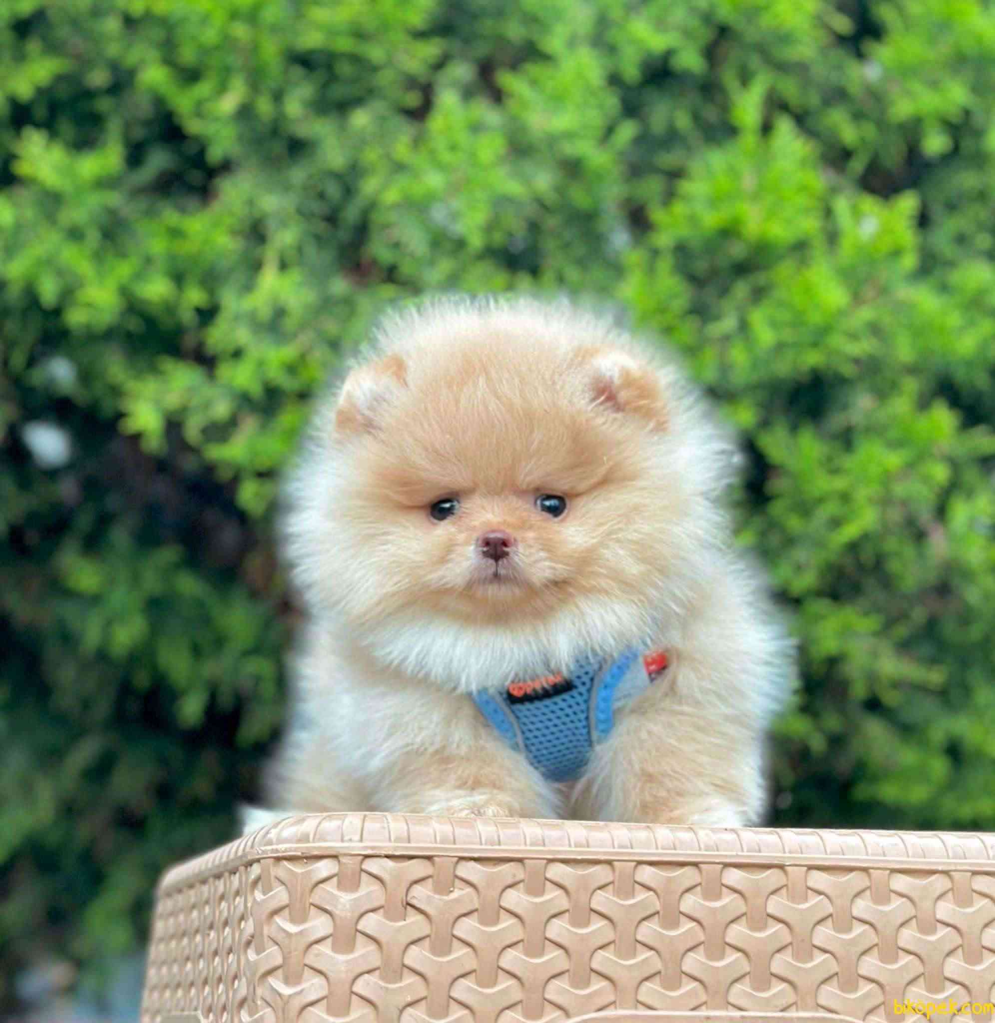 Teddy Bear Pomeranian Boo MİCROCHİPLİ Pasaportlu 2
