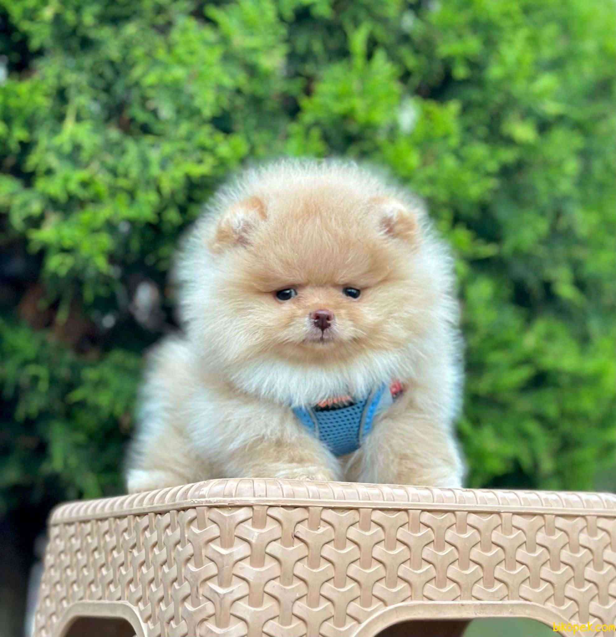 Teddy Bear Pomeranian Boo MİCROCHİPLİ Pasaportlu 1