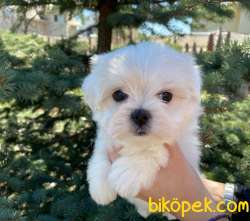 0-3 Aylık Maltese Terrier Yavrularımız 4