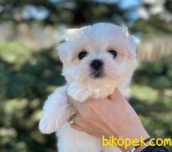 0-3 Aylık Maltese Terrier Yavrularımız 2