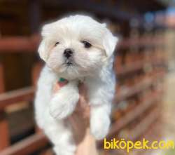 0-3 Aylık Maltese Terrier Yavrularımız 3