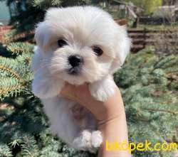 0-3 Aylık Maltese Terrier Yavrularımız 1