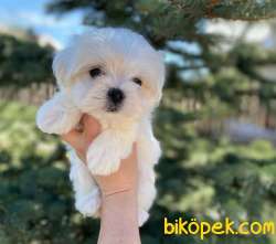0-3 Aylık Maltese Terrier Yavrularımız 5