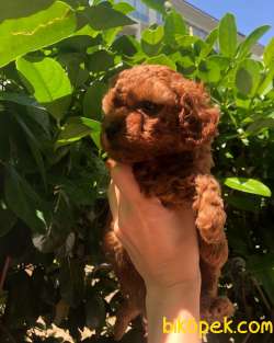 0-3 Aylık Toy Poodle Yavruları 2