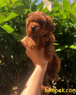 0-3 Aylık Toy Poodle Yavruları 1