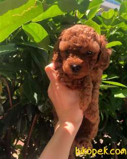 0-3 Aylık Toy Poodle Yavruları 4