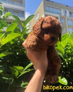 0-3 Aylık Toy Poodle Yavruları 3