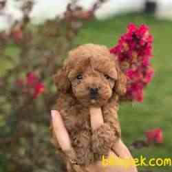0-3 Aylık Toy Poodle Yavruları 2
