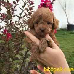 0-3 Aylık Toy Poodle Yavruları 1