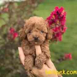 0-3 Aylık Toy Poodle Yavruları 5