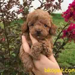 0-3 Aylık Toy Poodle Yavruları 4
