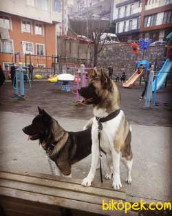 0 Amerikan Akita Yavrularımız Rezervasyona Açıktır. 1
