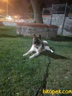 0 Amerikan Akita Yavrularımız Rezervasyona Açıktır. 2
