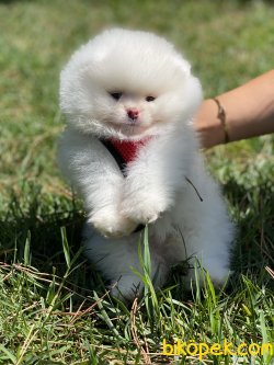 0 Boo Teddy Bear Pomeranian Ayı Surat 5