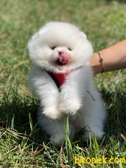 0 Boo Teddy Bear Pomeranian Ayı Surat 3
