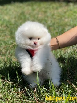 0 Boo Teddy Bear Pomeranian Ayı Surat 2