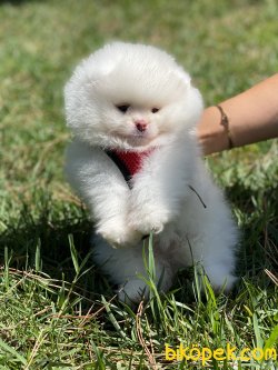 0 Boo Teddy Bear Pomeranian Ayı Surat 4