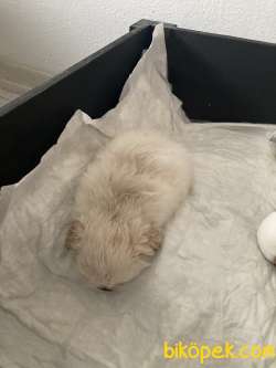 0 Burun Safkan Pekinez 2
