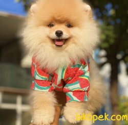 0 Fci Secereli Garantili Pomeranian Boo 1