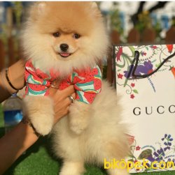 0 Fci Secereli Garantili Pomeranian Boo 4