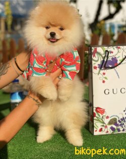0 Fci Secereli Garantili Pomeranian Boo 3