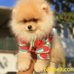 0 Fci Secereli Garantili Pomeranian Boo 2