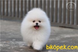 0 Garantili Beyaz Pomeranian Boo Ayı Surat 1