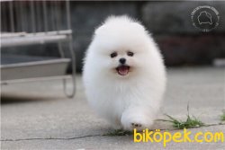 0 Garantili Beyaz Pomeranian Boo Ayı Surat 2