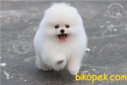 0 Garantili Beyaz Pomeranian Boo Ayı Surat 3