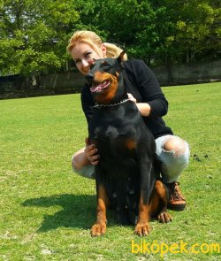 0 IRK GARANTİLİ DOBERMAN YAVRULARI... 1