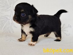 0 Irk Garantili Erkek Yavru Chihuahua 1