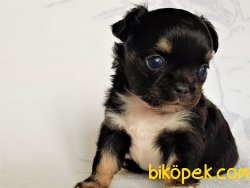0 Irk Garantili Erkek Yavru Chihuahua 5