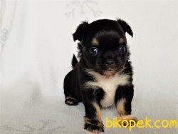 0 Irk Garantili Erkek Yavru Chihuahua 3