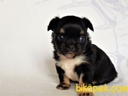 0 Irk Garantili Erkek Yavru Chihuahua 4