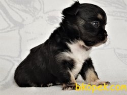 0 Irk Garantili Erkek Yavru Chihuahua 2