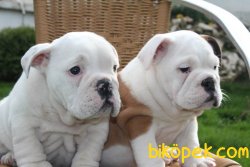 0 IRK GARANTİLİ İNGİLİZ BULLDOG YAVRULARI... 3