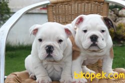 0 IRK GARANTİLİ İNGİLİZ BULLDOG YAVRULARI... 1