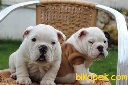 0 IRK GARANTİLİ İNGİLİZ BULLDOG YAVRULARI... 2