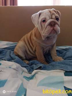 0 IRK GARANTİLİ  İNGİLİZ BULLDOG YAVRULARIMIZ 2