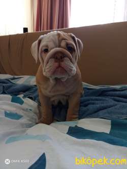 0 IRK GARANTİLİ  İNGİLİZ BULLDOG YAVRULARIMIZ 3