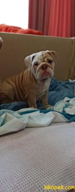 0 IRK GARANTİLİ  İNGİLİZ BULLDOG YAVRULARIMIZ