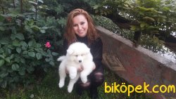 0 IRK GARANTİLİ SAMOYED YAVRULARI... 1