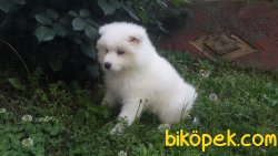 0 IRK GARANTİLİ SAMOYED YAVRULARI... 3