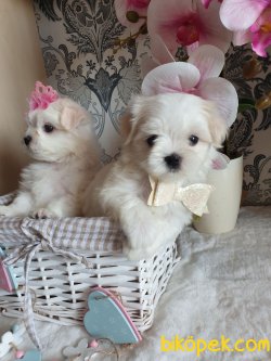 0 Numara A Kalite Maltese Terrier Yavrularımız 1