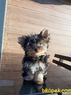 0 NUMARA A KALİTE  YORKSHIRE TERRIER YAVRULARIMIZ 2