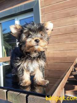 0 NUMARA A KALİTE  YORKSHIRE TERRIER YAVRULARIMIZ 3