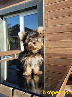 0 NUMARA A KALİTE  YORKSHIRE TERRIER YAVRULARIMIZ 4