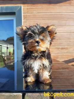 0 NUMARA A KALİTE  YORKSHIRE TERRIER YAVRULARIMIZ 1