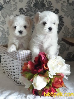 0 Numara Anne Baba Secereli Orjinal Mini Maltese Terrier 3