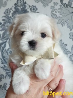 0 Numara Anne Baba Secereli Orjinal Mini Maltese Terrier 2